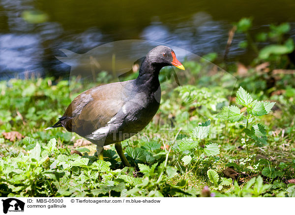 Teichhuhn / common gallinule / MBS-05000