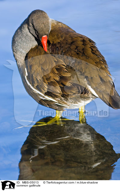 Teichhuhn / common gallinule / MBS-05013