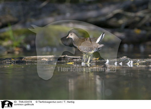 Teichhuhn / common gallinule / THA-03478