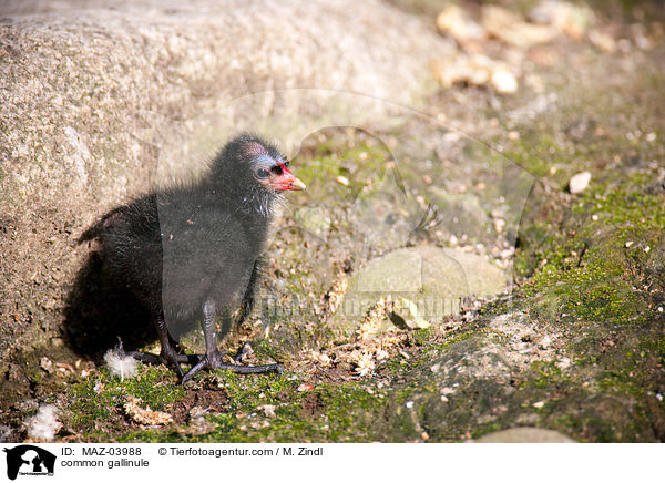 Teichhuhn / common gallinule / MAZ-03988