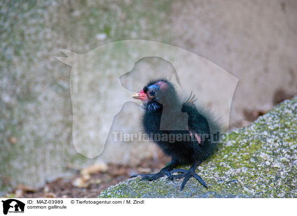 Teichhuhn / common gallinule / MAZ-03989