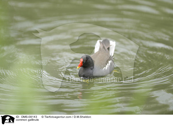 Teichhuhn / common gallinule / DMS-08143