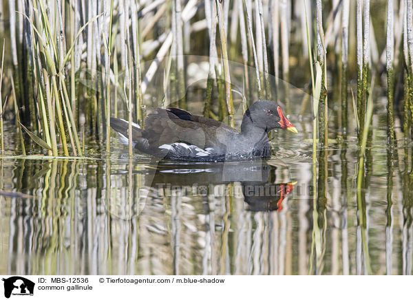 Teichhuhn / common gallinule / MBS-12536