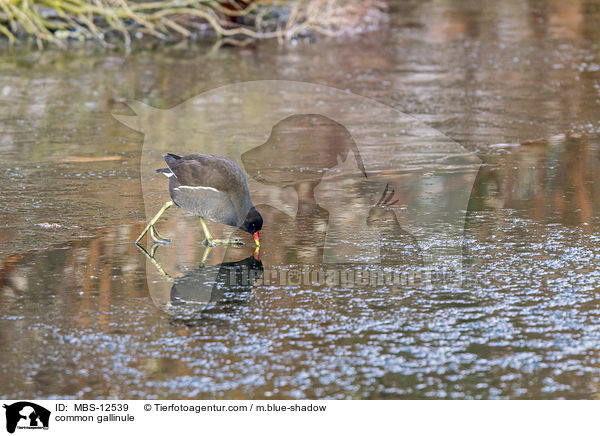 Teichhuhn / common gallinule / MBS-12539