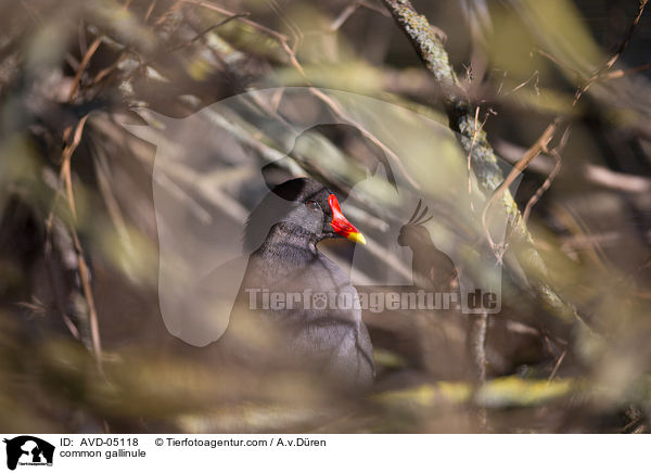 Teichhuhn / common gallinule / AVD-05118