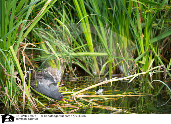 Teichhuhn / common gallinule / AVD-06076