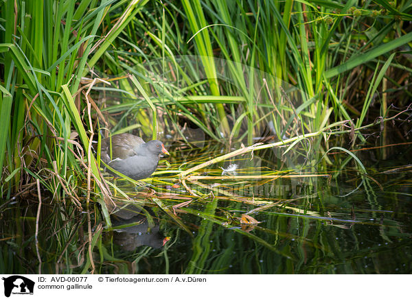 Teichhuhn / common gallinule / AVD-06077