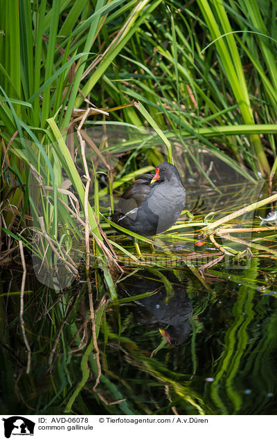 Teichhuhn / common gallinule / AVD-06078