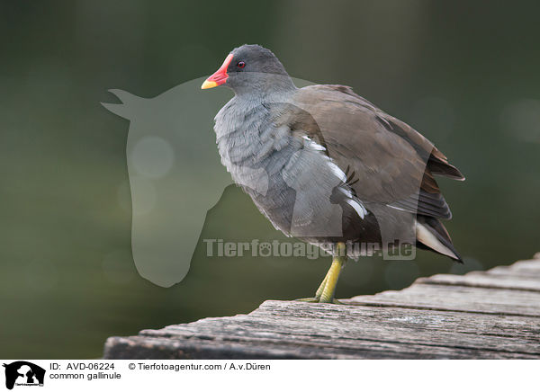 Teichhuhn / common gallinule / AVD-06224