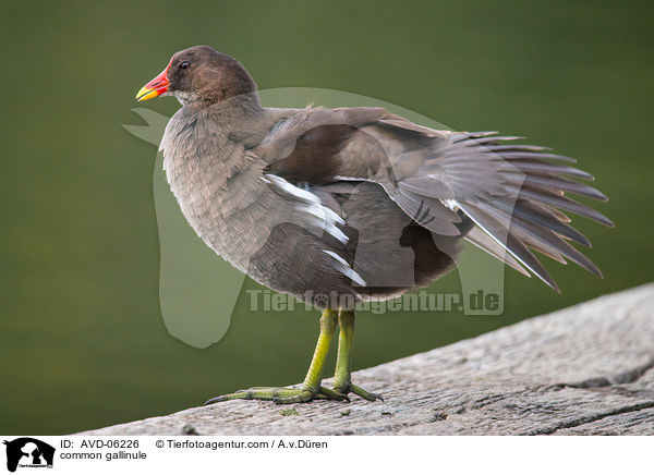 Teichhuhn / common gallinule / AVD-06226