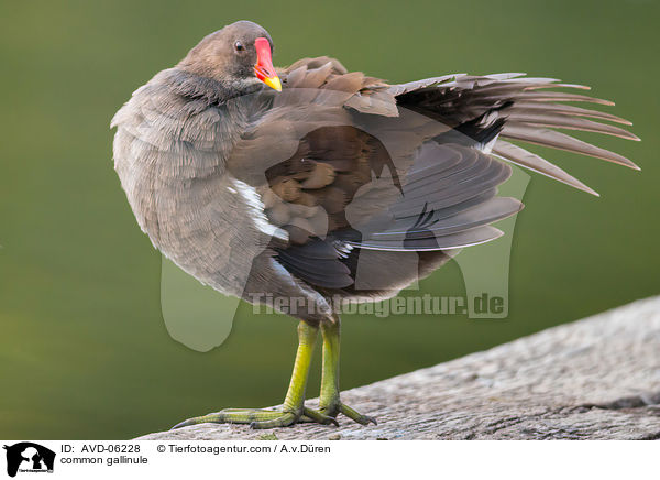 Teichhuhn / common gallinule / AVD-06228