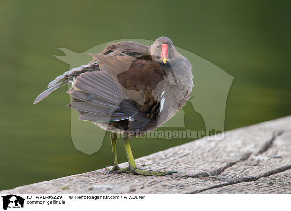 Teichhuhn / common gallinule / AVD-06229