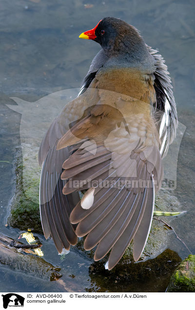 Teichhuhn / common gallinule / AVD-06400