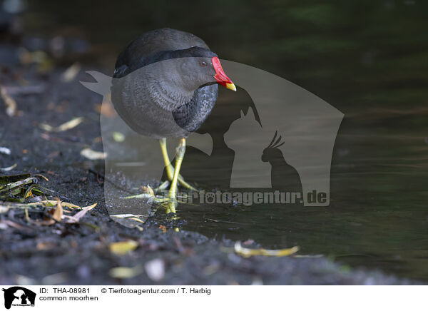 Teichralle / common moorhen / THA-08981