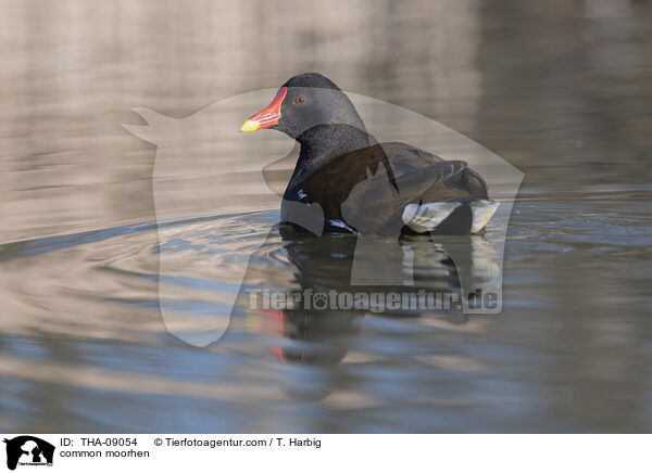 common moorhen / THA-09054