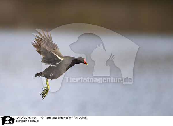 Teichhuhn / common gallinule / AVD-07484