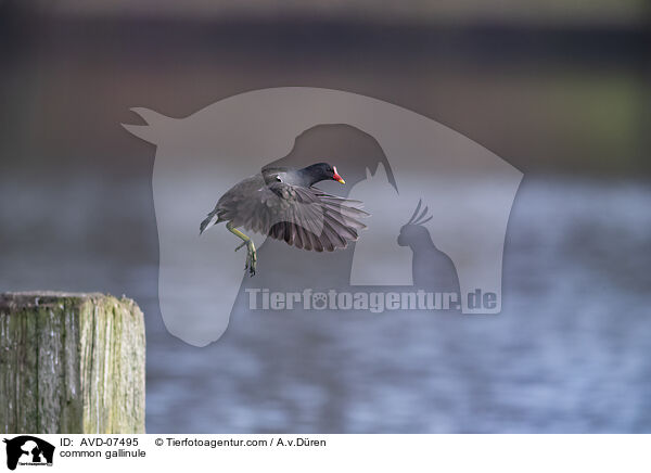 Teichhuhn / common gallinule / AVD-07495