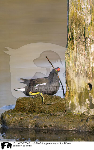 common gallinule / AVD-07643