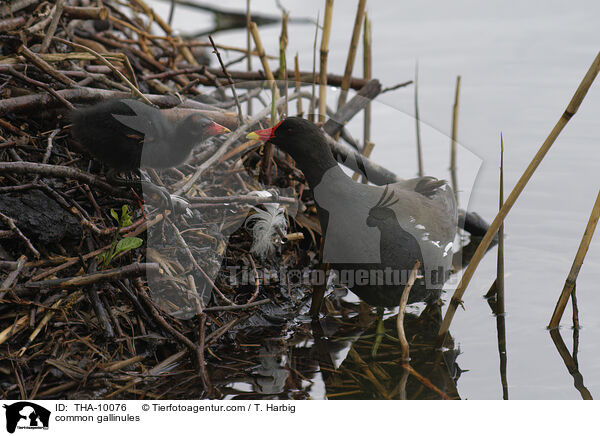 Teichhhner / common gallinules / THA-10076