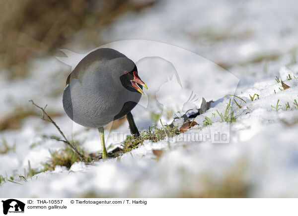 Teichhuhn / common gallinule / THA-10557