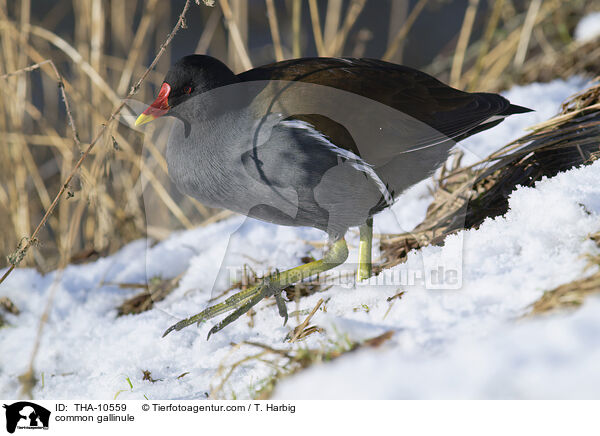 Teichhuhn / common gallinule / THA-10559