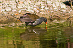 common gallinule