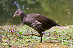 common gallinule