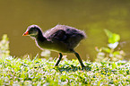 young common gallinule