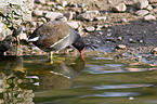 common gallinule