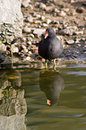 common gallinule