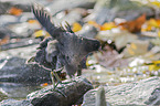 common gallinule