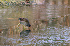 common gallinule