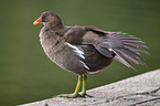 common gallinule