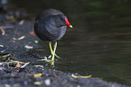 common moorhen