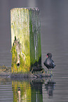 common gallinule