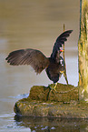 common gallinule