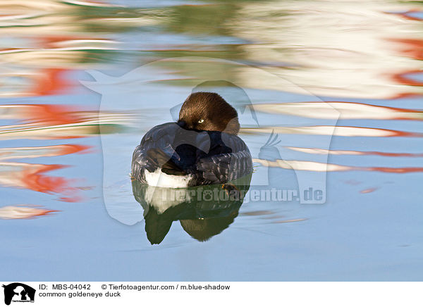 Schellente / common goldeneye duck / MBS-04042