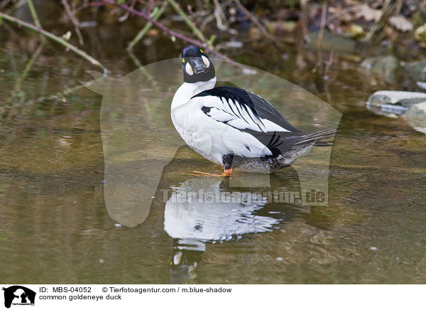 Schellente / common goldeneye duck / MBS-04052