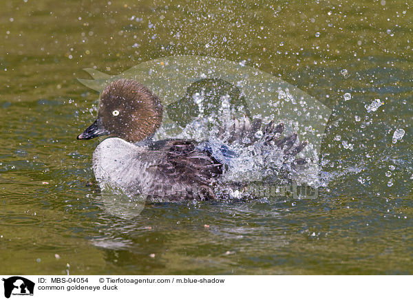 Schellente / common goldeneye duck / MBS-04054