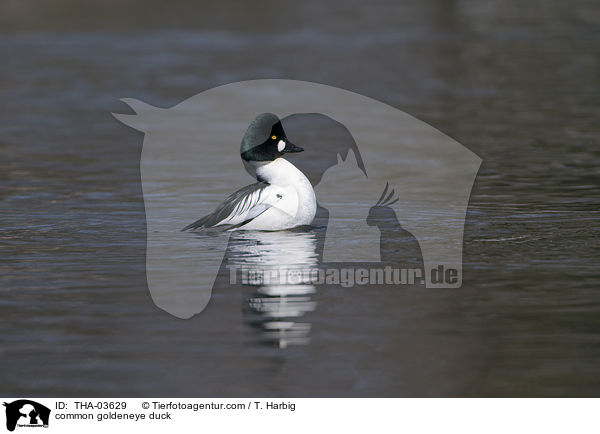 Schellente / common goldeneye duck / THA-03629