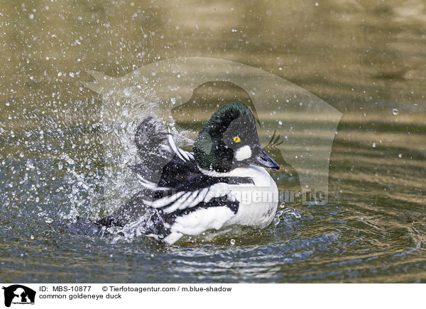 Schellente / common goldeneye duck / MBS-10877