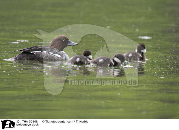 Schellente / goldeneye duck / THA-09108