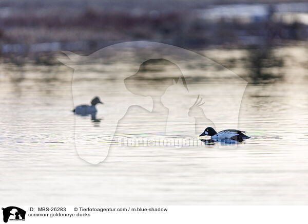 Schellenten / common goldeneye ducks / MBS-26283