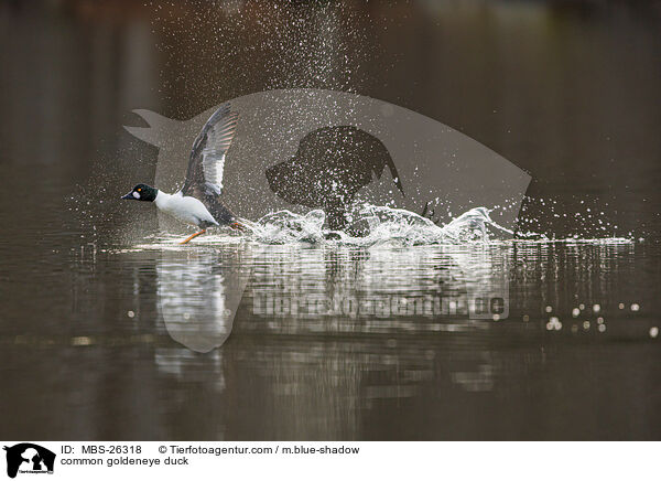 Schellente / common goldeneye duck / MBS-26318