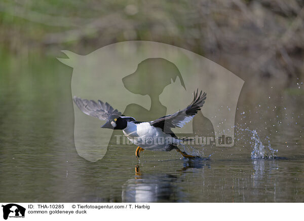 Schellente / common goldeneye duck / THA-10285