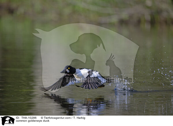 Schellente / common goldeneye duck / THA-10286