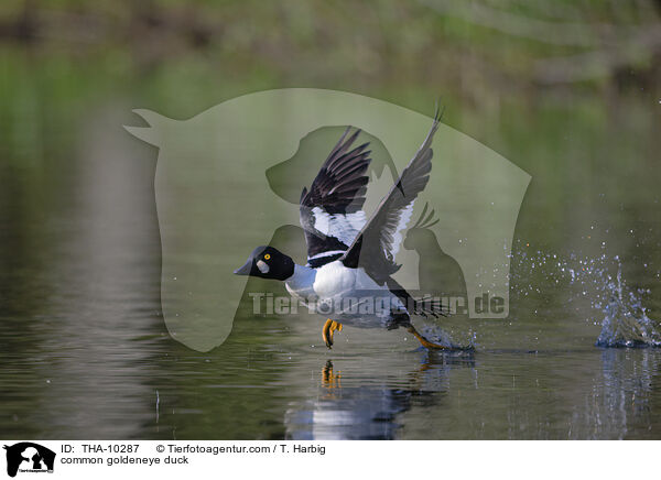 Schellente / common goldeneye duck / THA-10287