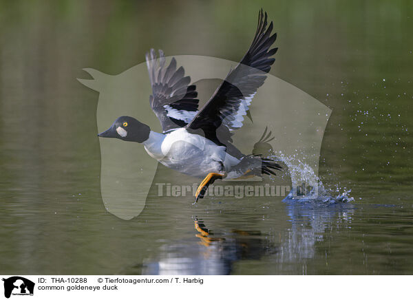 Schellente / common goldeneye duck / THA-10288