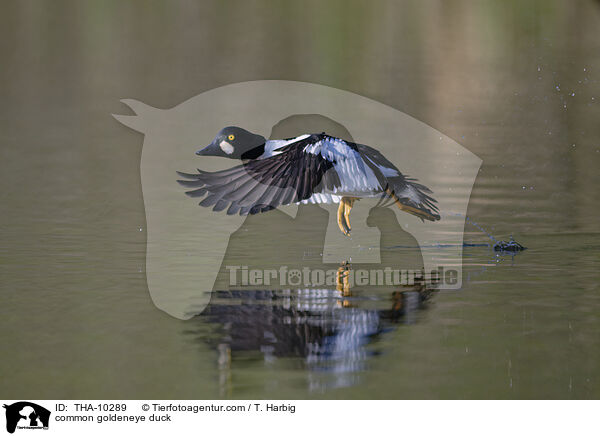 Schellente / common goldeneye duck / THA-10289