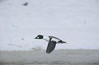 common goldeneye duck